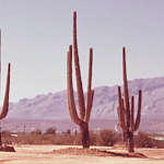 Esoteric Bumper Stickers - Saguaro Bumper Sticker