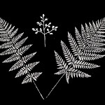 Esoteric Bumper Stickers - Fern Party Bumper Sticker
